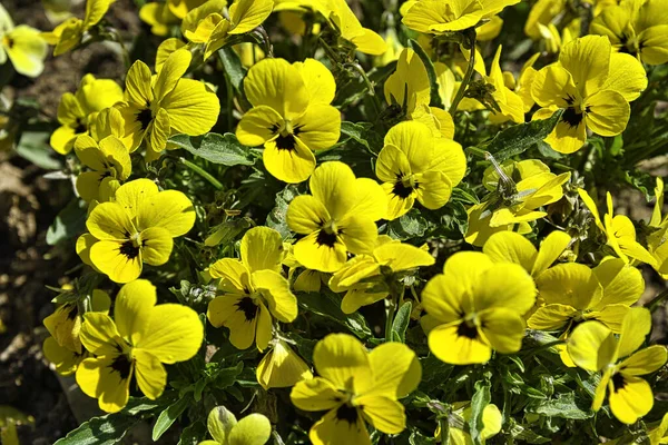 Zbliżenie Ujęcie Kwitnących Żółtych Bratek — Zdjęcie stockowe