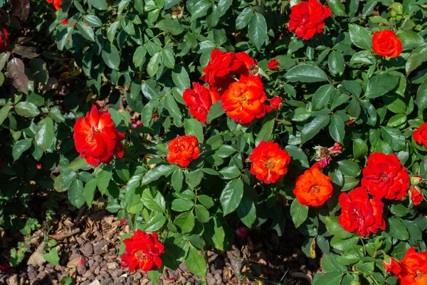 Piękne Czerwone Róże Krzewie Róż Zrobione Słoneczny Dzień — Zdjęcie stockowe