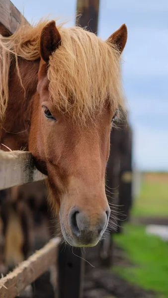Стайні Ісландії Знімок Коричневого Коня — стокове фото