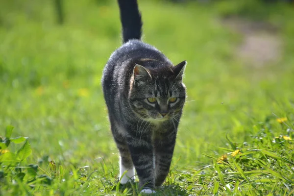 Eine Nahaufnahme Einer Niedlichen Grauen Katze Auf Der Gra — Stockfoto