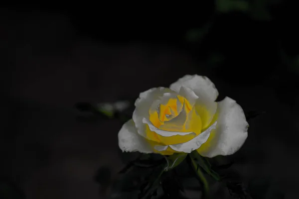 Gros Plan Une Seule Fleur Rose Jaune Blanche Flou Transparent — Photo