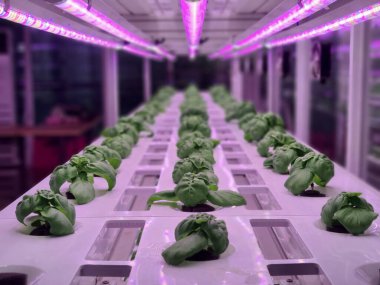 Plants on vertical farms grow with led lights. Vertical farming is sustainable agriculture for future food and used for plant vaccine. clipart