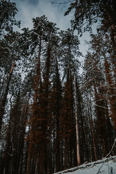 Tiro Vertical Árvores Altas Uma Floresta Contra Céu Azul — Fotografia de Stock