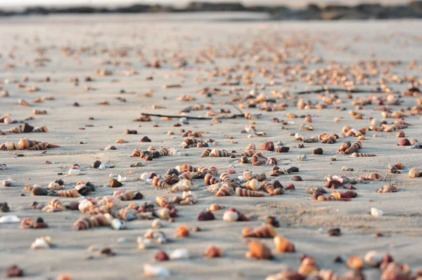 ภาพท สวยงามของกระรอกทะเลท ชายหาด Malgund ในอ นเด — ภาพถ่ายสต็อก