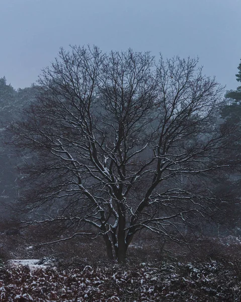 Disparo Vertical Árbol Congelado Bosque Invernal —  Fotos de Stock