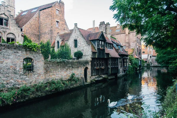 Belçika Etrafı Kuğularla Çevrili Bir Kanal — Stok fotoğraf