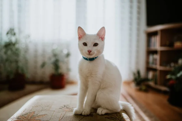 一只可爱的小白猫 头戴项圈 凝视着模糊的背景 — 图库照片
