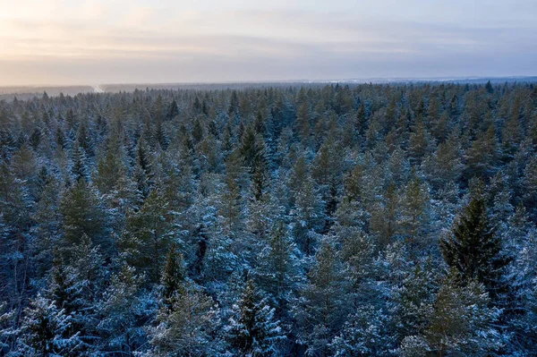 Flygbild Snötäckt Barrskog — Stockfoto