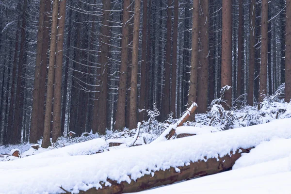 Une Forêt Couverte Neige Hiver Pendant Journée — Photo