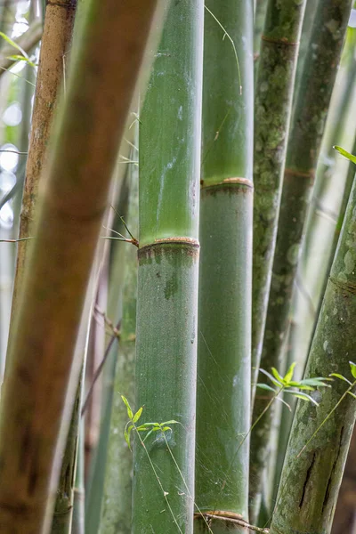 Tiro Vertical Hastes Bambu Gre — Fotografia de Stock
