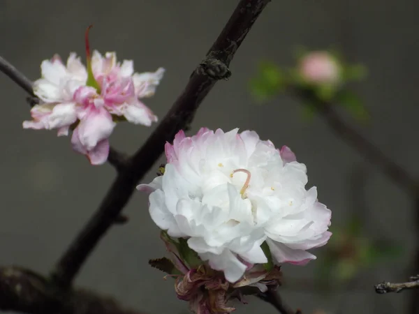 Tiro Close Algumas Lindas Flores Brancas Galho Árvore — Fotografia de Stock