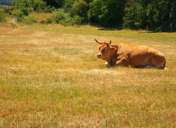 一头奶牛躺在农场里浓密的干草上 — 图库照片