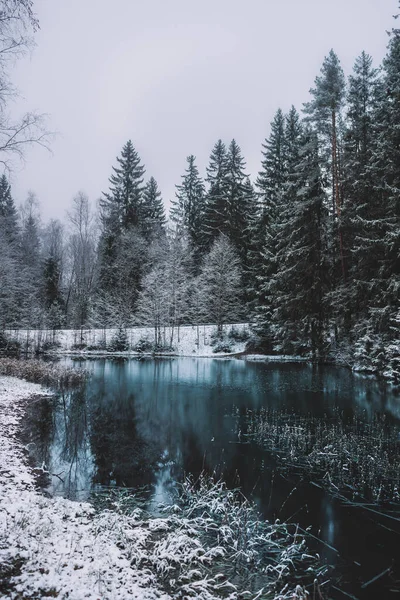 Beau Cliché Sapins Neigeux Près Lac Gelé Hiver — Photo