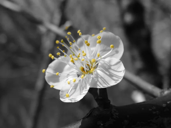 Tiro Close Flor Ameixa Bonita Com Pétala Branca Detalhes Estame — Fotografia de Stock