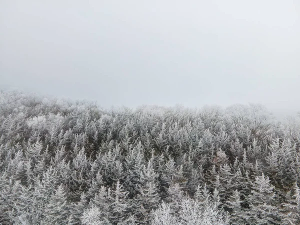 Una Toma Aérea Los Árboles Gruesos Cubiertos Nieve Capturados Día —  Fotos de Stock