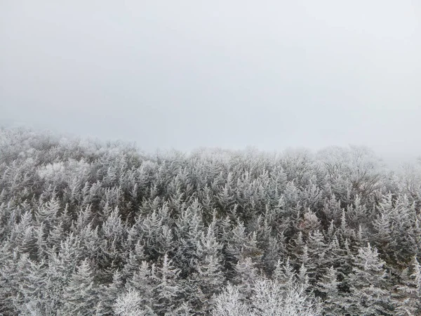 Aerial Shot Thick Trees Covered Snow Captured Foggy Day Winter — Stock Photo, Image