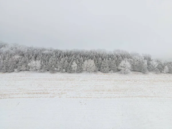 Plan Aérien Champ Des Arbres Épais Recouverts Neige Capturés Par — Photo