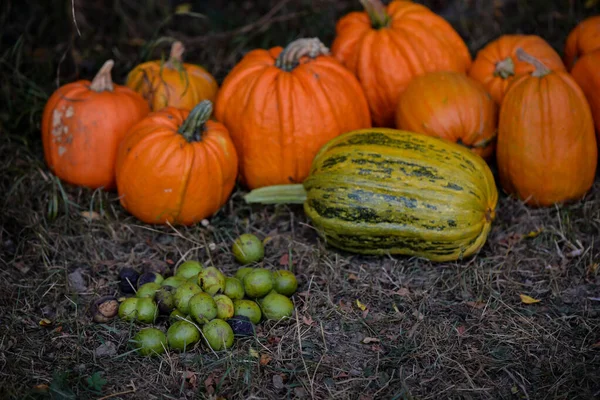 Kleurrijke Verse Rauwe Pompoenen Grond — Stockfoto