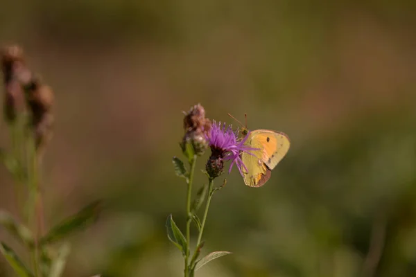 Желтая Бабочка Фиолетовом Цветке Чертополоха — стоковое фото