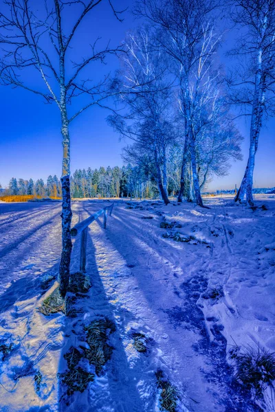 Eine Vertikale Aufnahme Eines Winterwaldes — Stockfoto