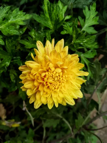 Tiro Vertical Uma Flor Amarela Florescida Uma Fábrica Com Folhas — Fotografia de Stock