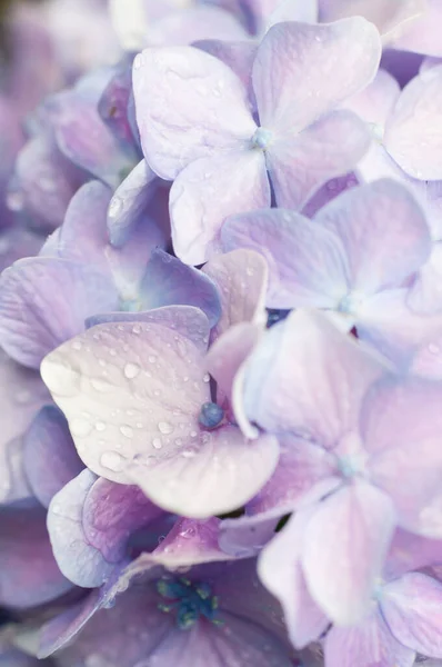 Primer Plano Vertical Flores Hortensia Púrpura Con Gotitas Agua —  Fotos de Stock