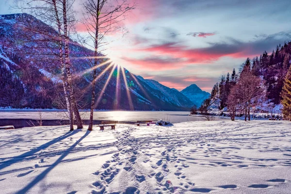 Uma Floresta Inverno Sunli — Fotografia de Stock