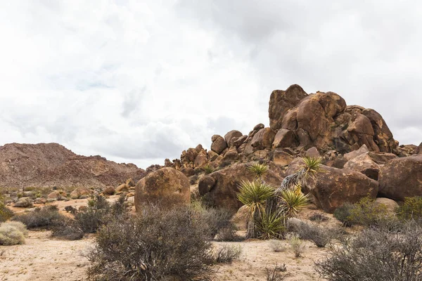 Detailní Záběr Skalních Útvarů Národním Parku Joshua Tree Kalifornii — Stock fotografie