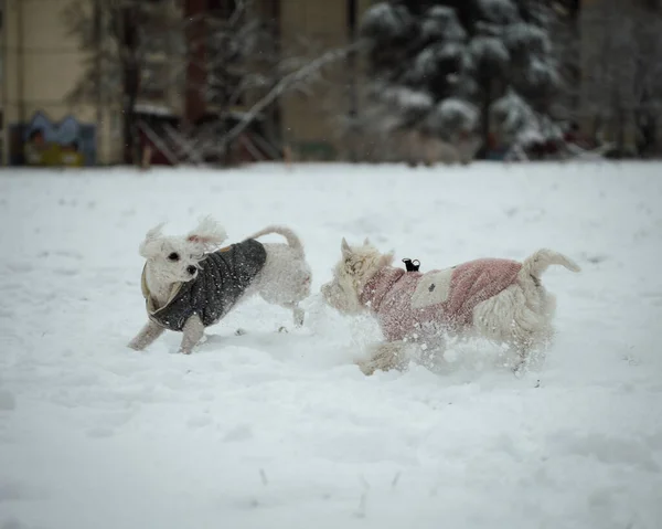 Una Vista West Highland Perros Terrier Blanco Ropa Invierno Jugando — Foto de Stock