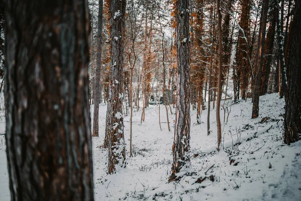 Gros Plan Arbre Dans Une Forêt Enneigée — Photo