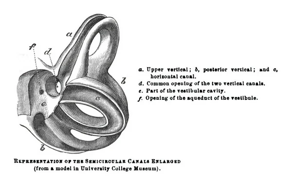 Ανατομική Δομή Των Εσωτερικών Ακουστικών Καναλιών Από Βιβλίο Ανατομίας — Φωτογραφία Αρχείου