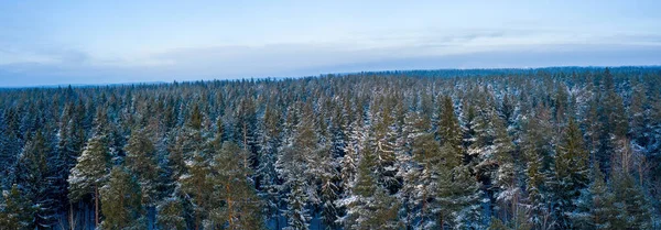 Panoramatický Záběr Zasněženého Jehličnatého Lesa — Stock fotografie