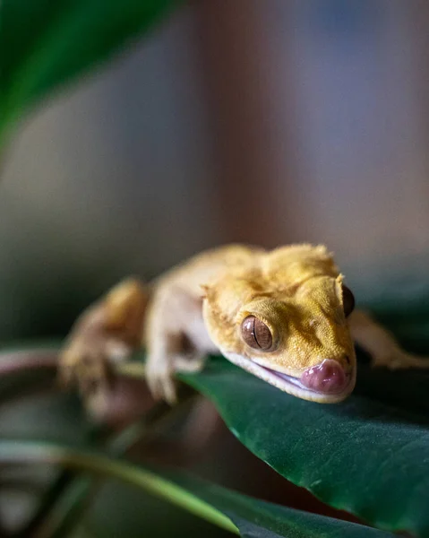 Tiro Perto Bonito Amarelo Ciliado Banana Comedor Uma Espécie Rara — Fotografia de Stock