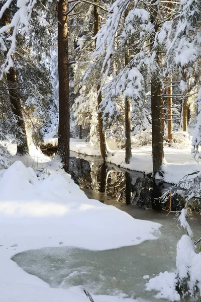 Beautiful Shot Snow Covered Trees Forest Sunrise — Stock Photo, Image