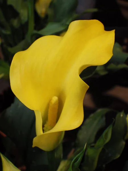 Tiro Vertical Uma Flor Amarela Maravilhosa Jardim — Fotografia de Stock