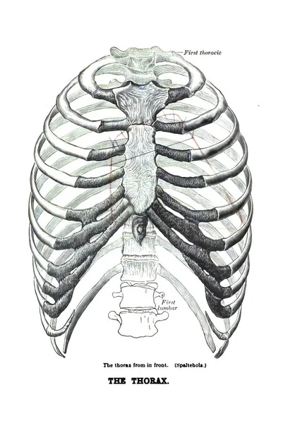 Uma Visão Frontal Tórax Parte Corpo Humano Antigo Livro Anatomia — Fotografia de Stock