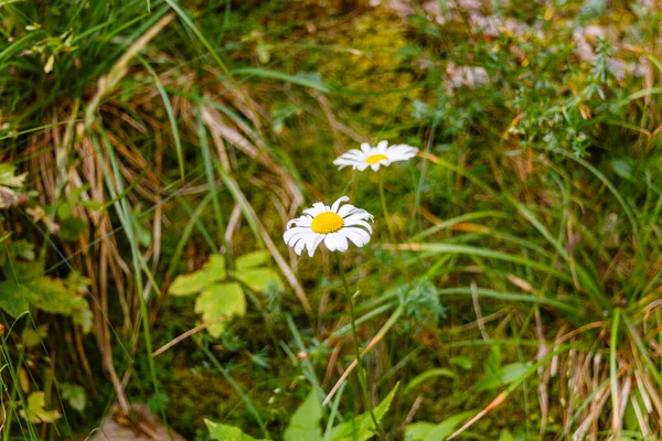 Plan Mise Point Peu Profond Fleurs Camomille Blanche Sur Terrain — Photo