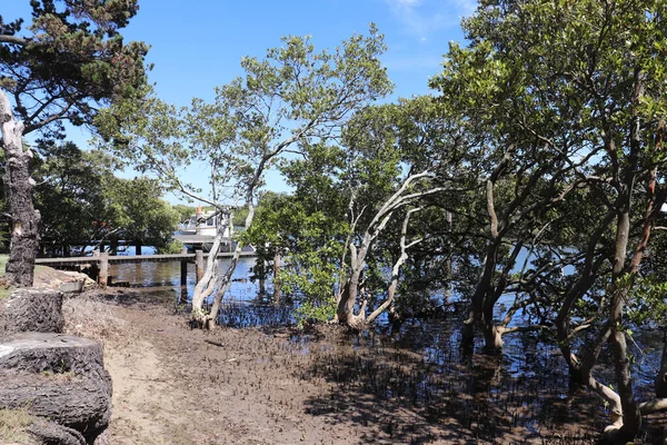 Een Shot Van Groene Bomen Aan Zuidkust Van Green Well — Stockfoto