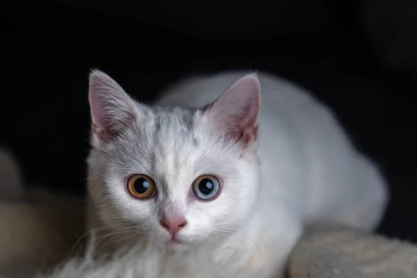 Een Close Shot Van Een Witte Kat Een Gezellige Warme — Stockfoto