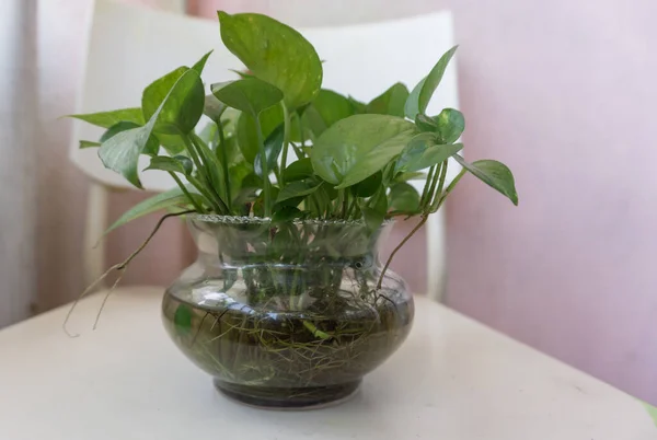 Tiro Foco Seletivo Uma Planta Água Epipremnum Vaso Vidro Mesa — Fotografia de Stock