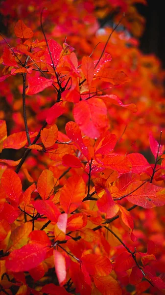 Vertical Shot Red Leaves Grown Tree Autumn Rain — Stock Photo, Image