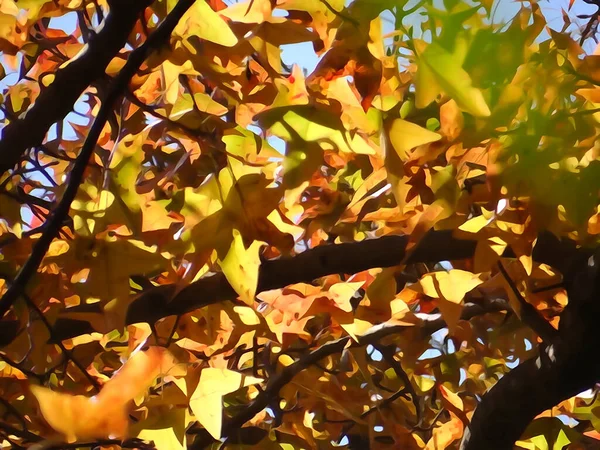 在阳光灿烂的日子里 一张特写照片拍下了一株多姿多彩的枫树甜树胶 — 图库照片