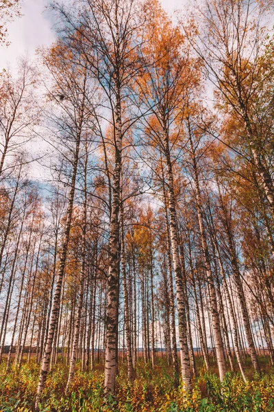 Plan Angle Bas Grands Bouleaux Dans Une Forêt Automne — Photo