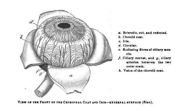 Utvendig Overflate Øye Med Fronten Koroidpelsen Irislag Fra Gammel Anatomilærebok – stockfoto