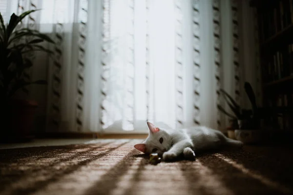 Een Schattige Kleine Witte Kat Draagt Een Kraag Liggen Spelen — Stockfoto