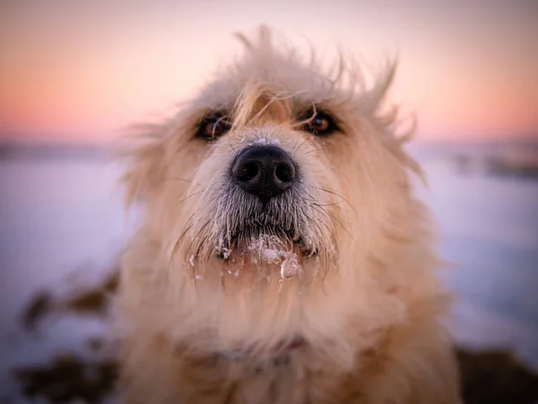 Tiro Close Cão Peludo Bonito Campo Coberto Neve — Fotografia de Stock