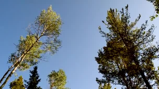 Trees Background Blue Sky Concept Autumn Environment Nature Ecology — Stockvideo