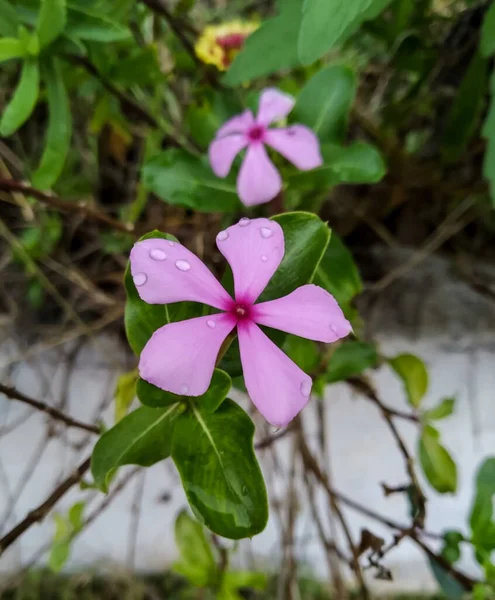 緑の葉を持つ植物のピンクの花の垂直クローズアップショット外 — ストック写真
