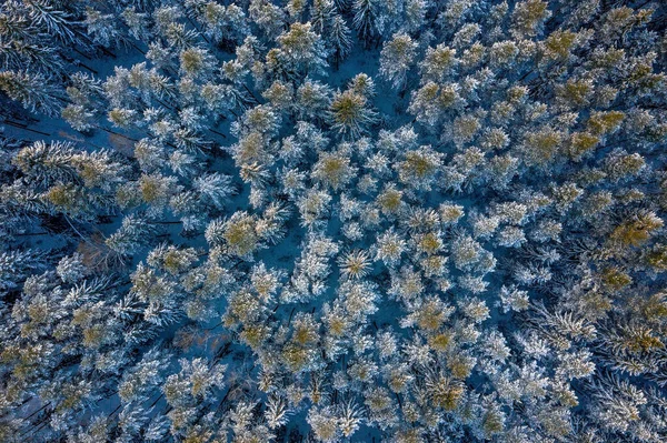 Άποψη Του Δάσους Κωνοφόρων Καλυμμένου Χιόνι — Φωτογραφία Αρχείου