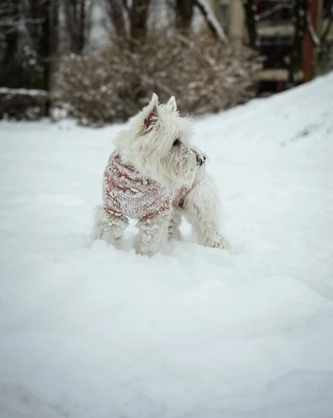 Primo Piano Terrier Bianco West Highland Abiti Invernali Che Giocano — Foto Stock